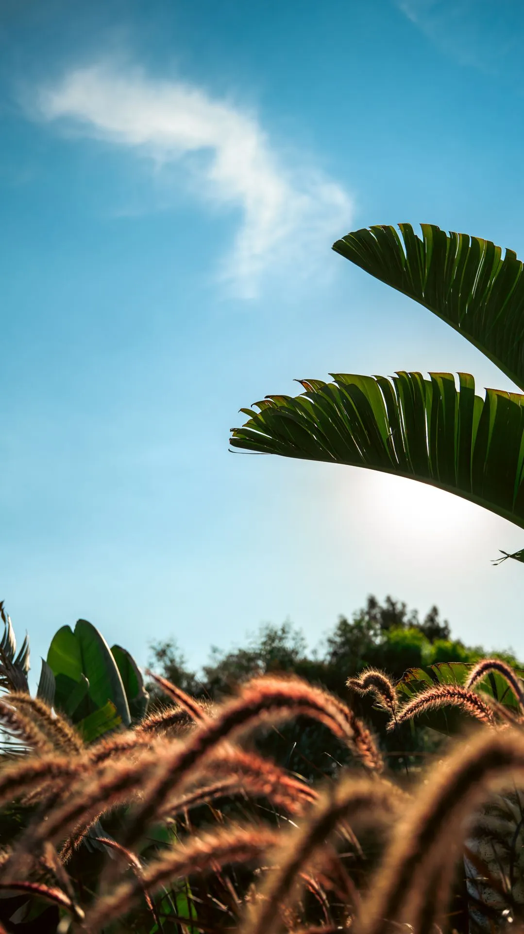 Offener Himmel zwischen einem Palmwedel und Getreideähren