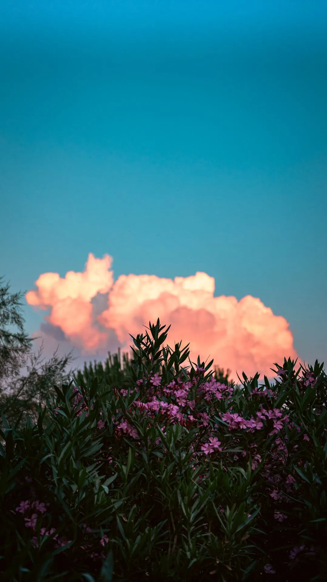 Über rosa blühenden Sträuchern eine von der tiefen Sonne rosa gefärbte Wolke vor blauem Himmel